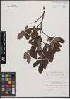 Foto von Salix appendiculata Vill.
